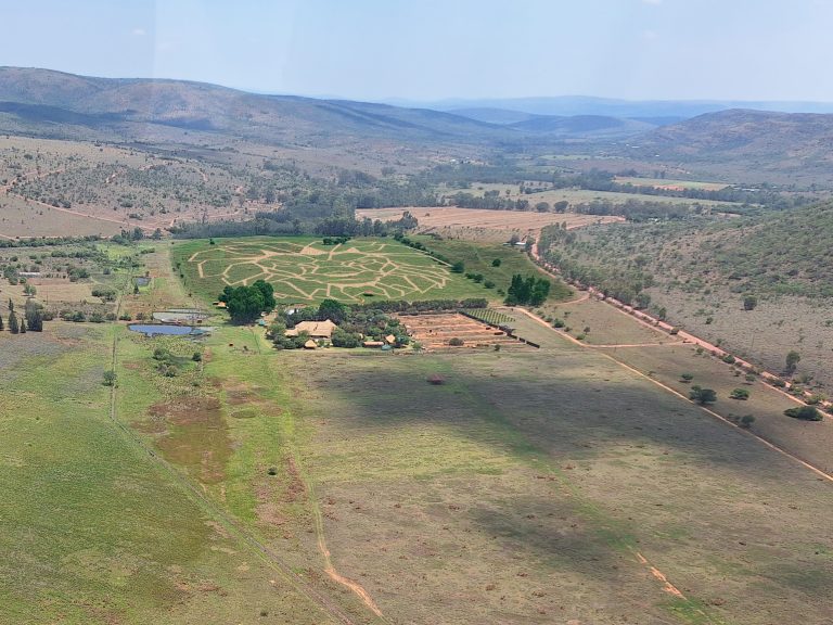 Impression Lion Head